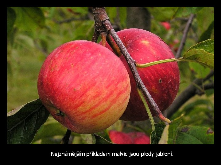 Nejznámějším příkladem malvic jsou plody jabloní. 