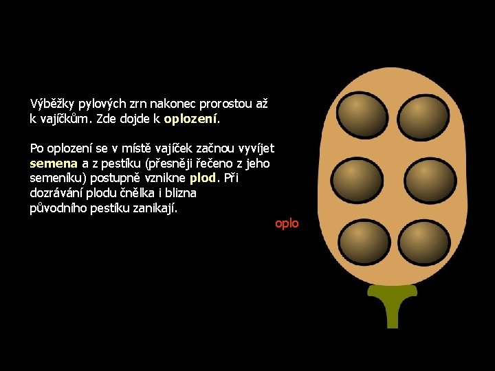 Výběžky pylových zrn nakonec prorostou až k vajíčkům. Zde dojde k oplození. Po oplození