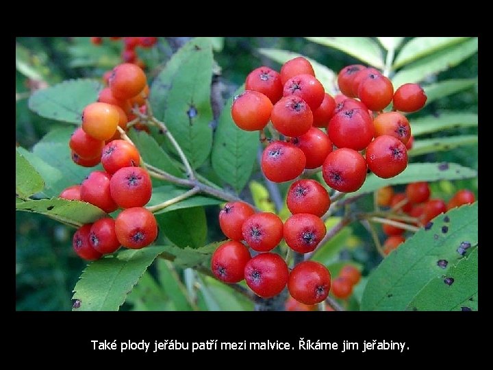 Také plody jeřábu patří mezi malvice. Říkáme jim jeřabiny. 