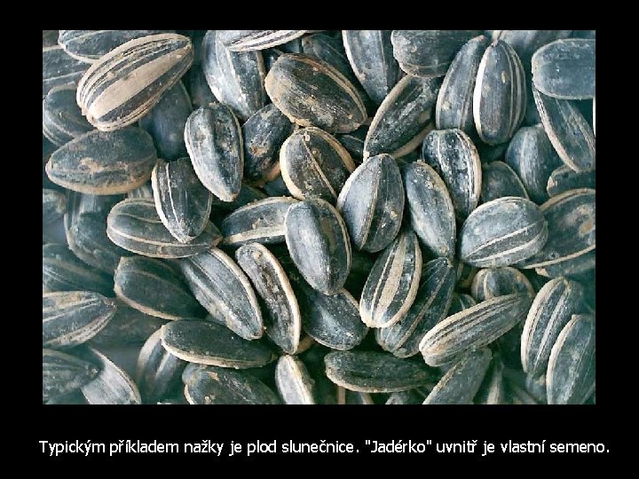 Typickým příkladem nažky je plod slunečnice. "Jadérko" uvnitř je vlastní semeno. 