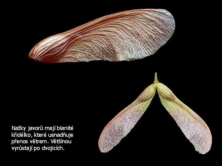 Nažky javorů mají blanité křidélko, které usnadňuje přenos větrem. Většinou vyrůstají po dvojicích. 