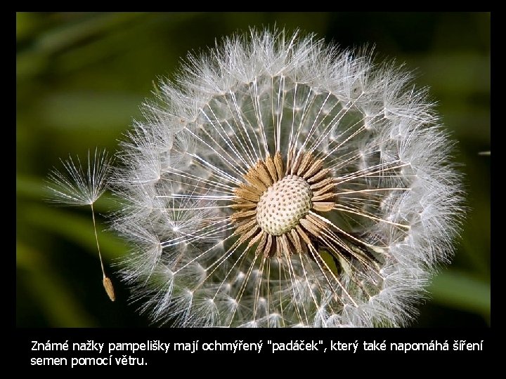 Známé nažky pampelišky mají ochmýřený "padáček", který také napomáhá šíření semen pomocí větru. 