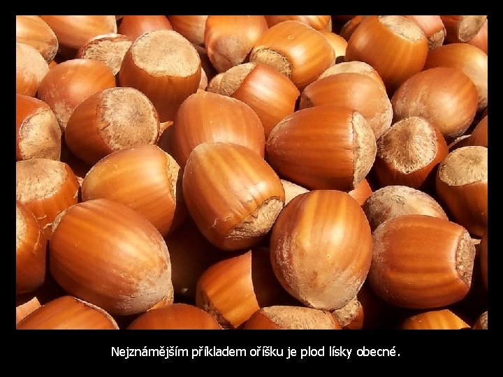 Nejznámějším příkladem oříšku je plod lísky obecné. 