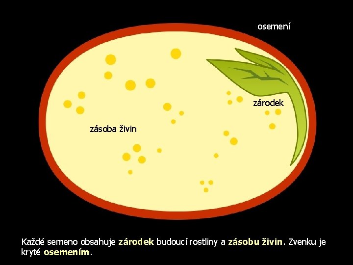osemení zárodek zásoba živin Každé semeno obsahuje zárodek budoucí rostliny a zásobu živin. Zvenku