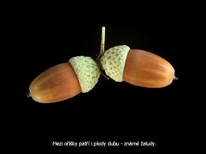 Mezi oříšky patří i plody dubu - známé žaludy. 