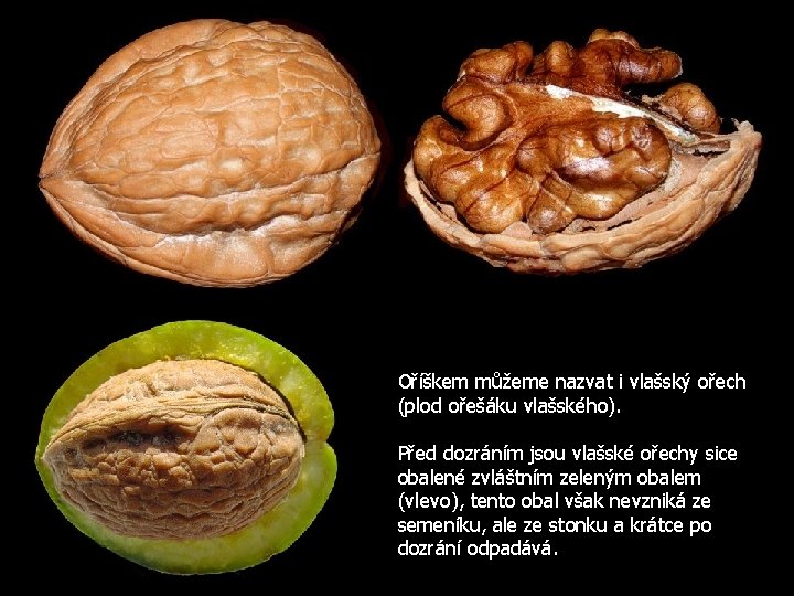 Oříškem můžeme nazvat i vlašský ořech (plod ořešáku vlašského). Před dozráním jsou vlašské ořechy