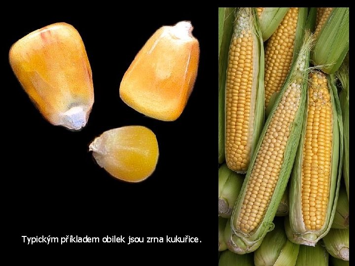 Typickým příkladem obilek jsou zrna kukuřice. 