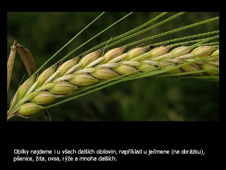 Obilky najdeme i u všech dalších obilovin, například u ječmene (na obrázku), pšenice, žita,
