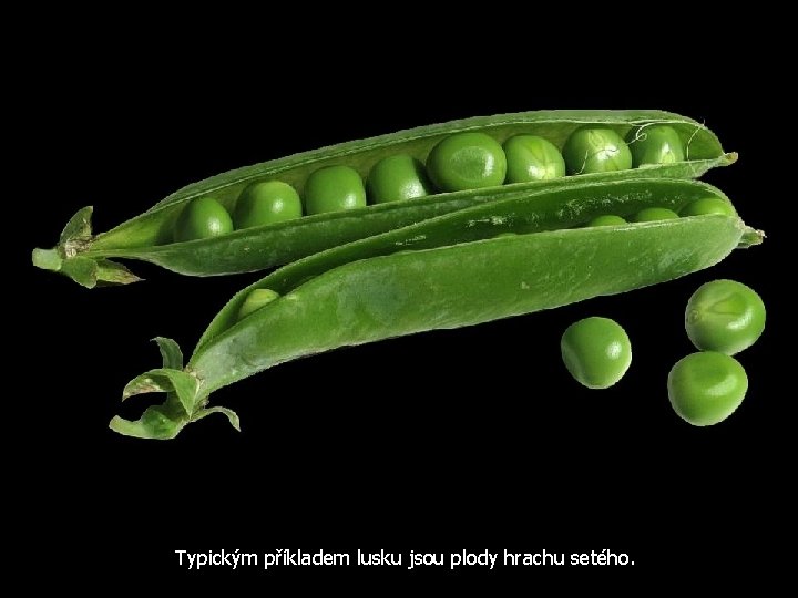 Typickým příkladem lusku jsou plody hrachu setého. 