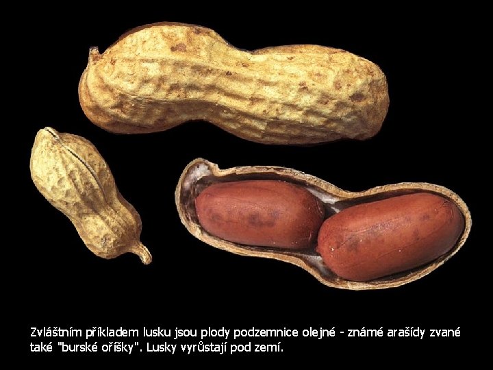 Zvláštním příkladem lusku jsou plody podzemnice olejné - známé arašídy zvané také "burské oříšky".