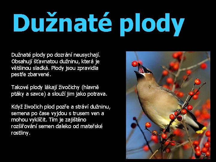 Dužnaté plody po dozrání neusychají. Obsahují šťavnatou dužninu, která je většinou sladká. Plody jsou