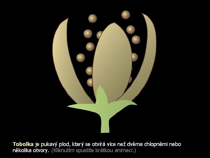 Tobolka je pukavý plod, který se otvírá více než dvěma chlopněmi nebo několika otvory.