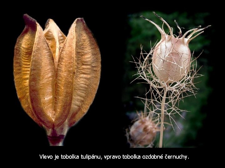 Vlevo je tobolka tulipánu, vpravo tobolka ozdobné černuchy. 