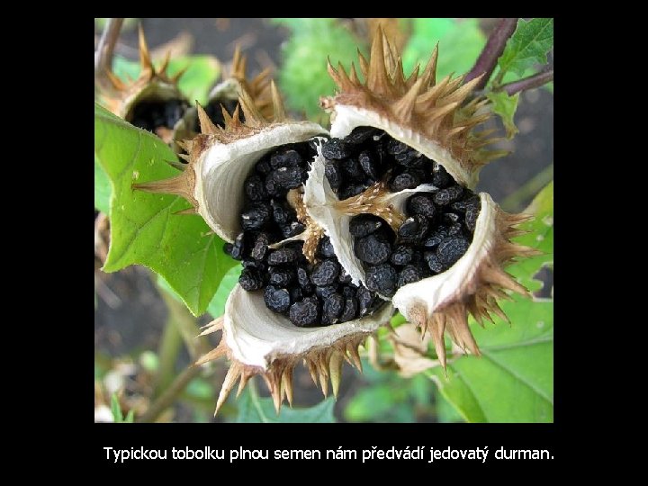 Typickou tobolku plnou semen nám předvádí jedovatý durman. 