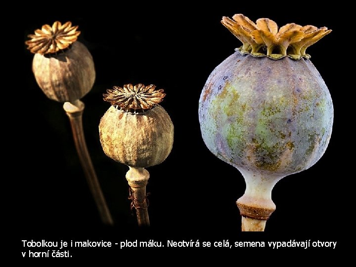 Tobolkou je i makovice - plod máku. Neotvírá se celá, semena vypadávají otvory v
