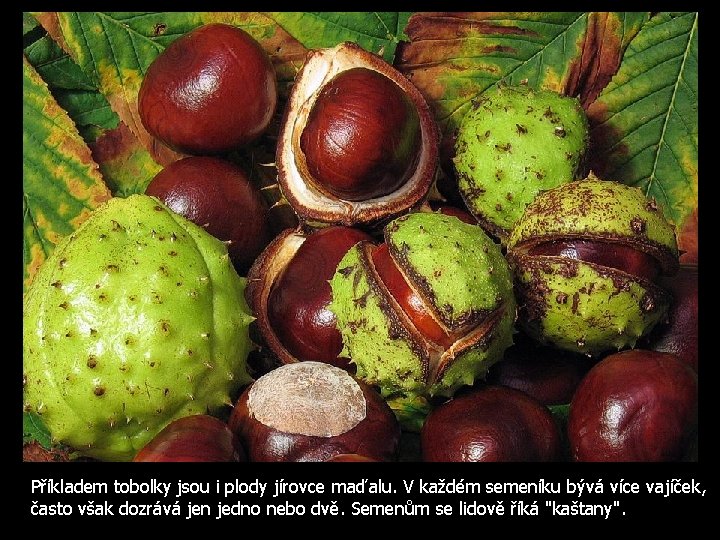Příkladem tobolky jsou i plody jírovce maďalu. V každém semeníku bývá více vajíček, často