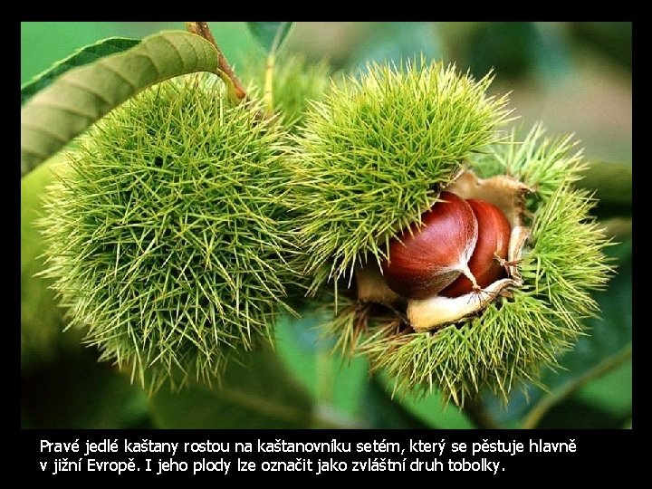 Pravé jedlé kaštany rostou na kaštanovníku setém, který se pěstuje hlavně v jižní Evropě.
