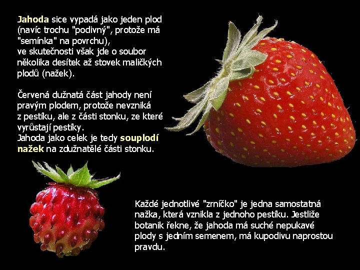 Jahoda sice vypadá jako jeden plod (navíc trochu "podivný", protože má "semínka" na povrchu),
