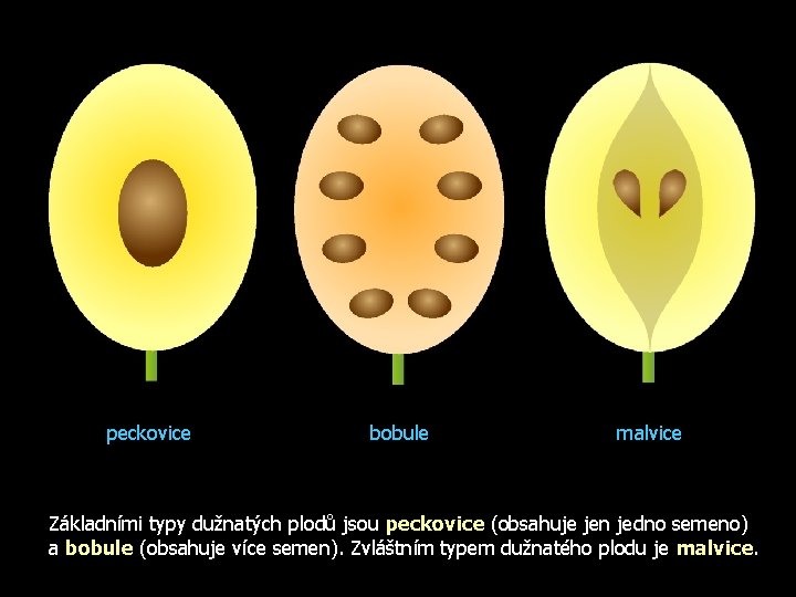 peckovice bobule malvice Základními typy dužnatých plodů jsou peckovice (obsahuje jen jedno semeno) a
