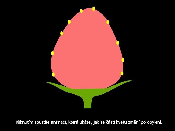 Kliknutím spustíte animaci, která ukáže, jak se části květu změní po opylení. 