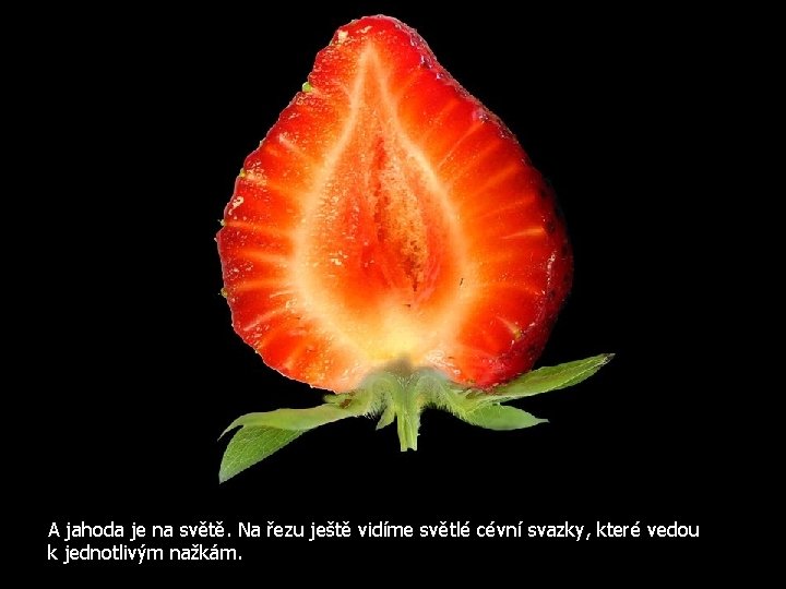 A jahoda je na světě. Na řezu ještě vidíme světlé cévní svazky, které vedou