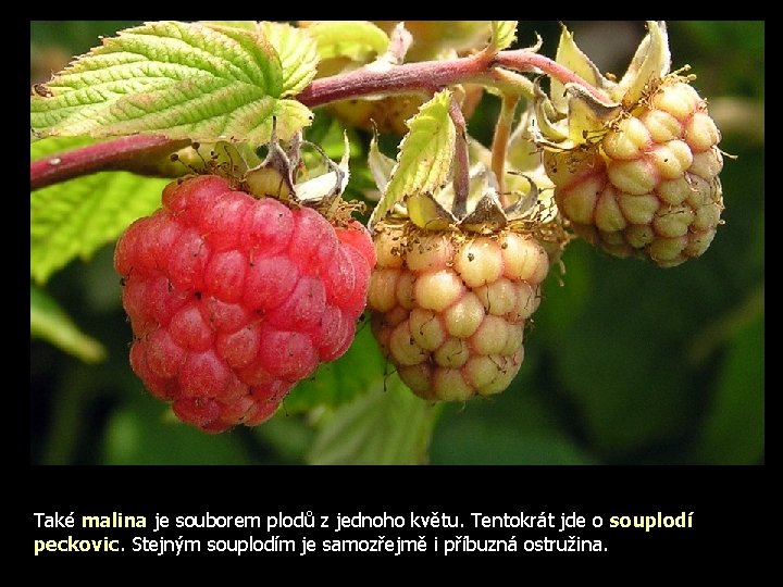 Také malina je souborem plodů z jednoho květu. Tentokrát jde o souplodí peckovic. Stejným