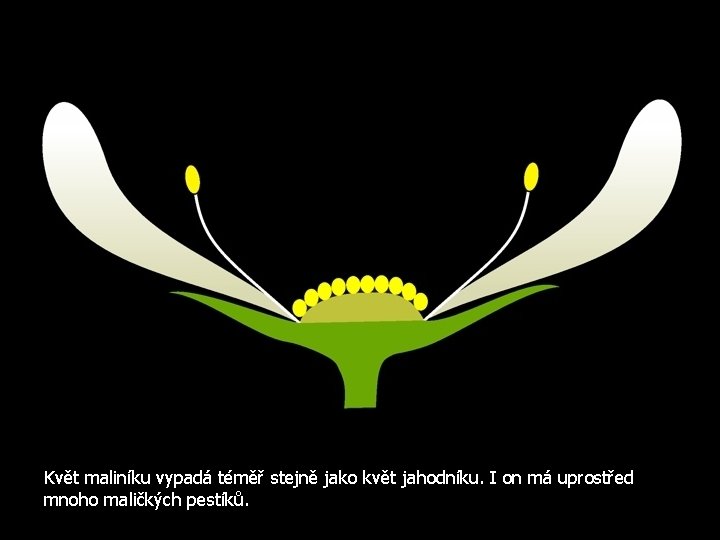 Květ maliníku vypadá téměř stejně jako květ jahodníku. I on má uprostřed mnoho maličkých
