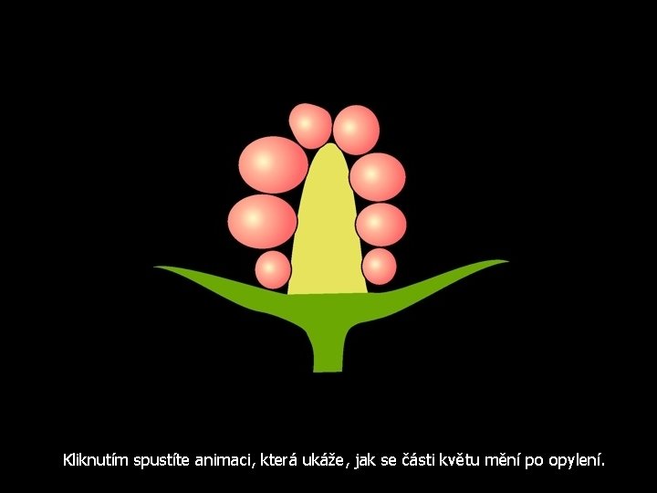 Kliknutím spustíte animaci, která ukáže, jak se části květu mění po opylení. 