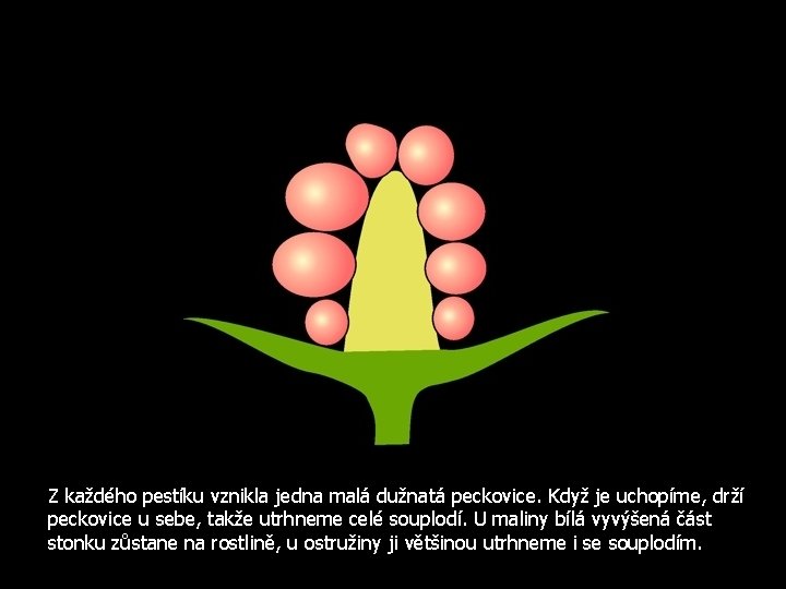 Z každého pestíku vznikla jedna malá dužnatá peckovice. Když je uchopíme, drží peckovice u