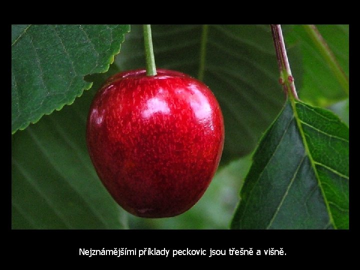 Nejznámějšími příklady peckovic jsou třešně a višně. 