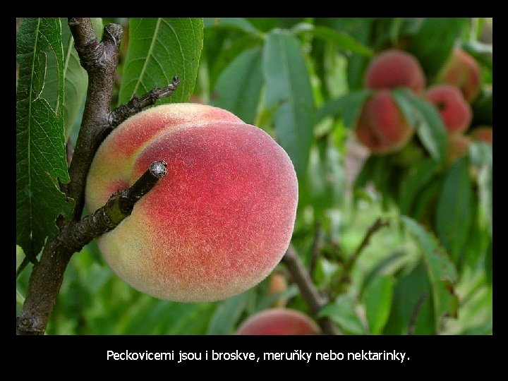 Peckovicemi jsou i broskve, meruňky nebo nektarinky. 