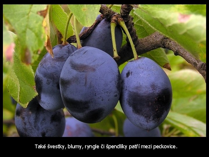 Také švestky, blumy, ryngle či špendlíky patří mezi peckovice. 