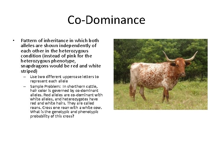 Co-Dominance • Pattern of inheritance in which both alleles are shown independently of each