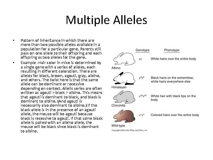 Multiple Alleles • • Pattern of inheritance in which there are more than two