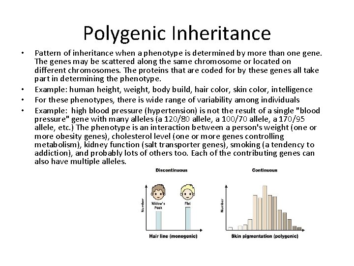 Polygenic Inheritance • • Pattern of inheritance when a phenotype is determined by more