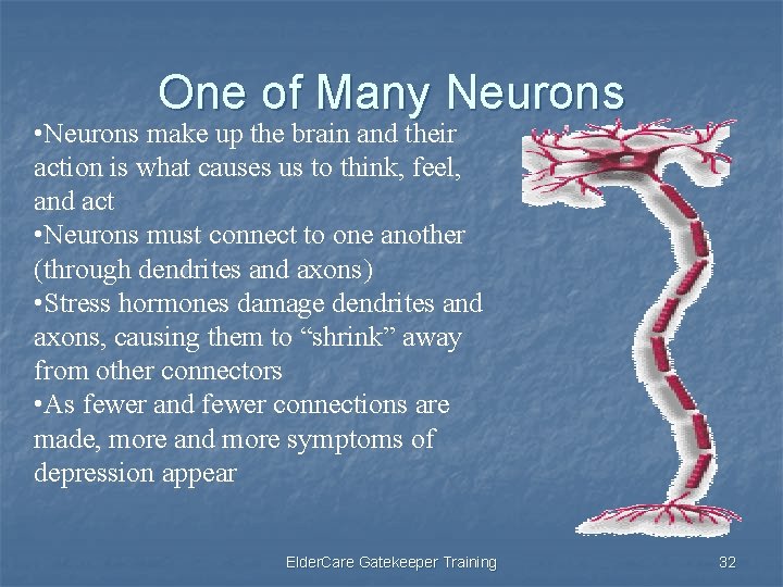 One of Many Neurons • Neurons make up the brain and their action is