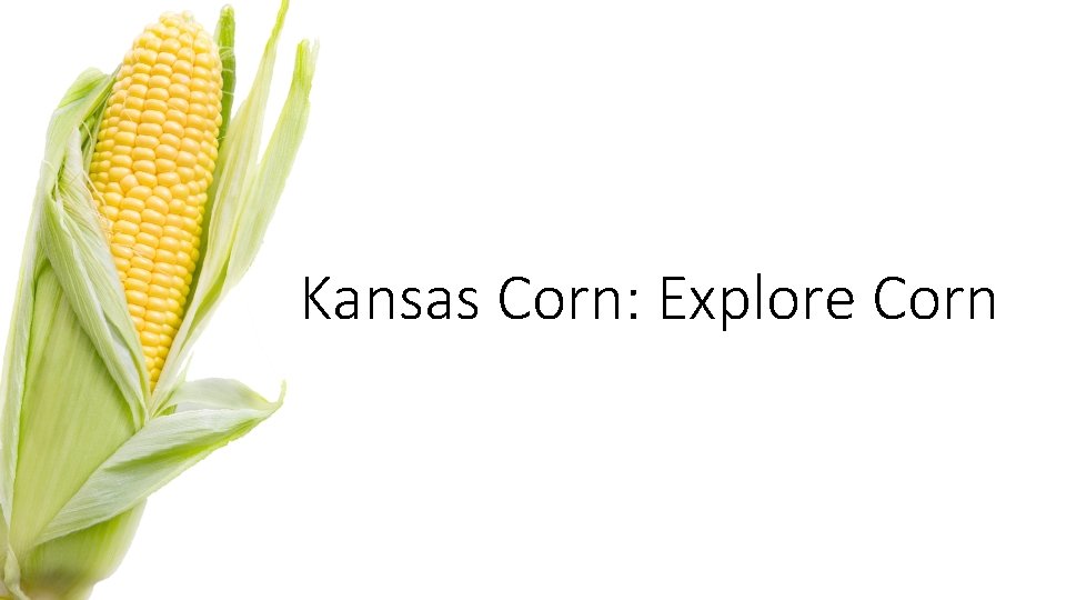 Kansas Corn: Explore Corn 