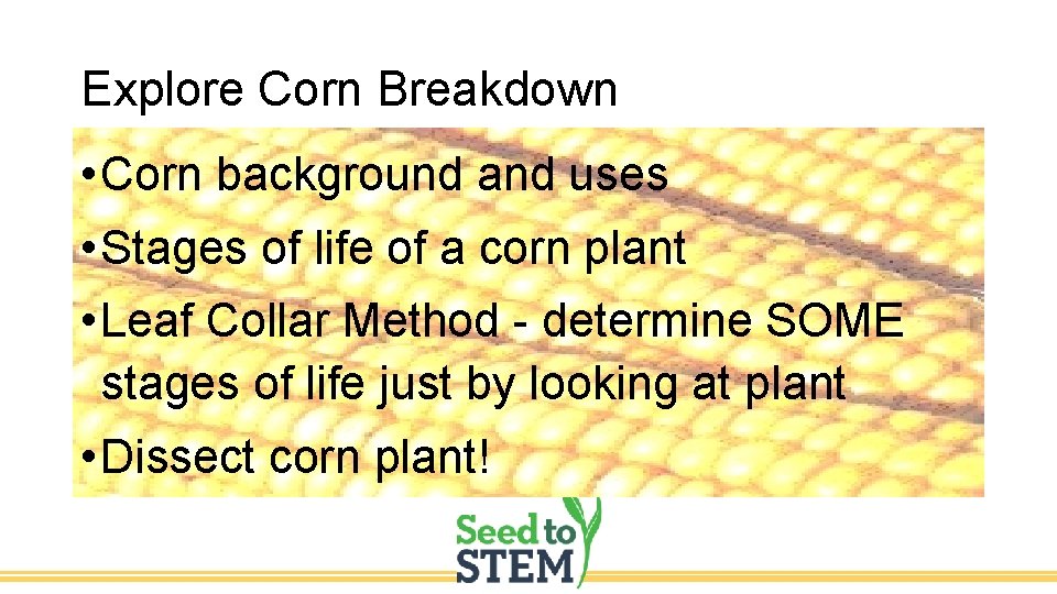 Explore Corn Breakdown • Corn background and uses • Stages of life of a