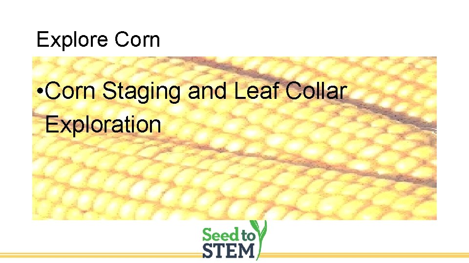 Explore Corn • Corn Staging and Leaf Collar Exploration 