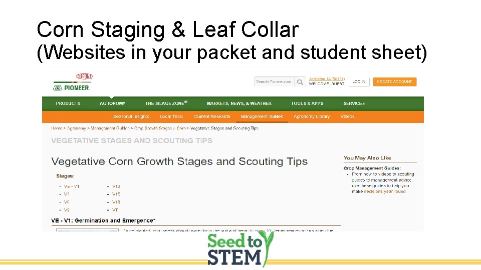 Corn Staging & Leaf Collar (Websites in your packet and student sheet) 