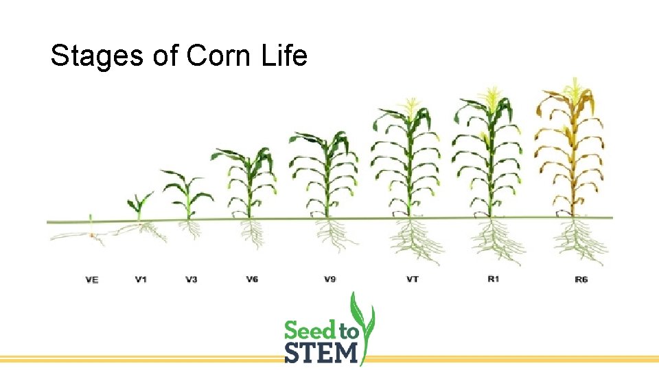 Stages of Corn Life 