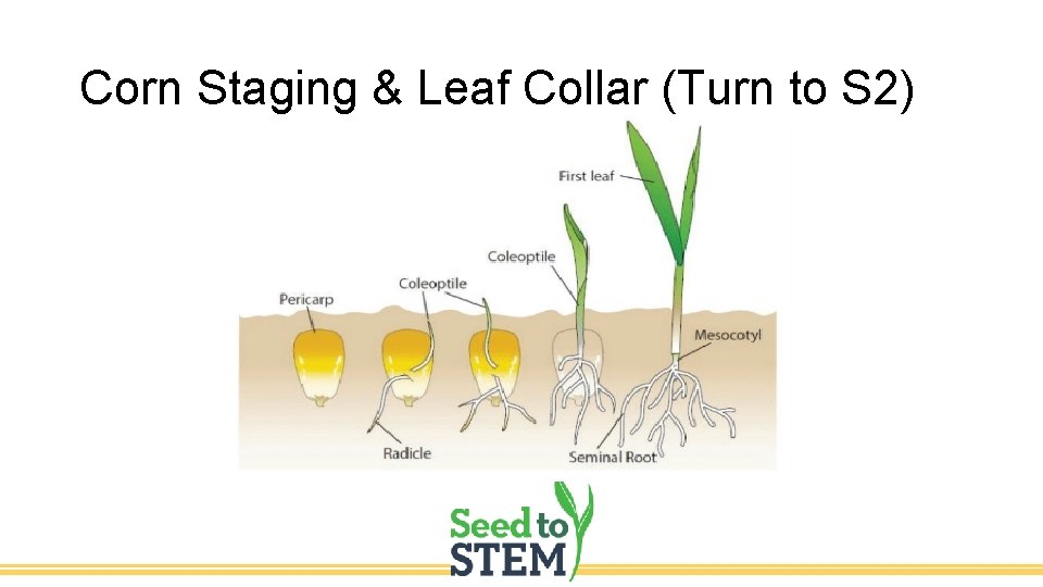 Corn Staging & Leaf Collar (Turn to S 2) 