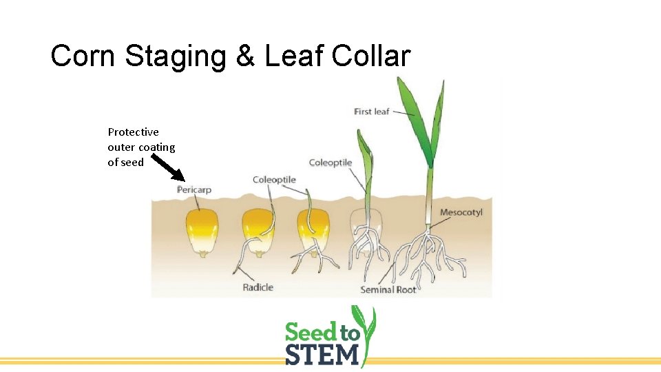 Corn Staging & Leaf Collar Protective outer coating of seed 