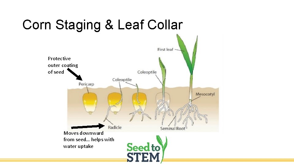 Corn Staging & Leaf Collar Protective outer coating of seed Moves downward from seed…