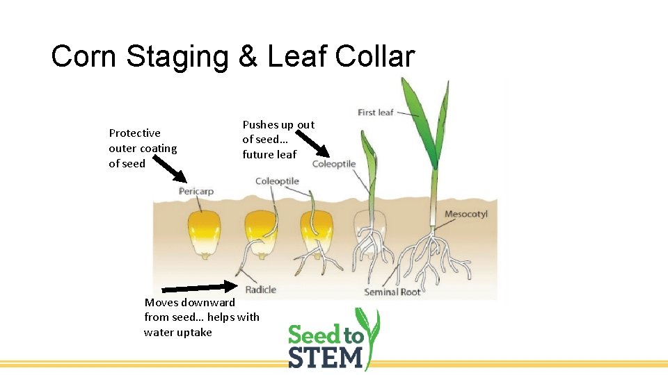 Corn Staging & Leaf Collar Protective outer coating of seed Pushes up out of