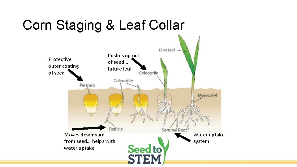 Corn Staging & Leaf Collar Protective outer coating of seed Pushes up out of