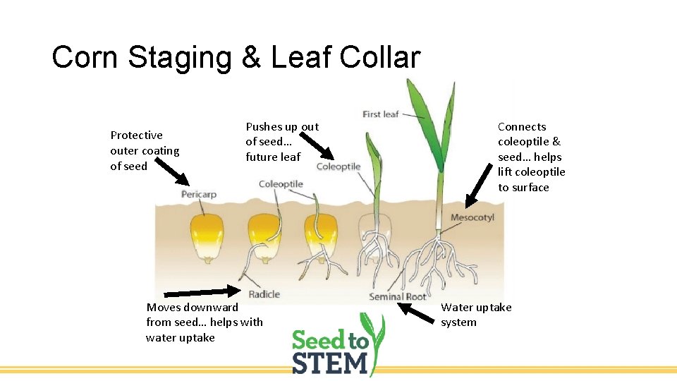 Corn Staging & Leaf Collar Protective outer coating of seed Pushes up out of