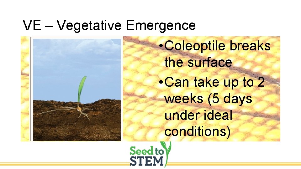 VE – Vegetative Emergence • Coleoptile breaks the surface • Can take up to