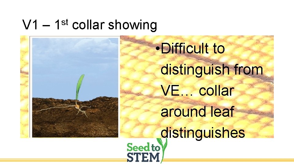 V 1 – 1 st collar showing • Difficult to distinguish from VE… collar