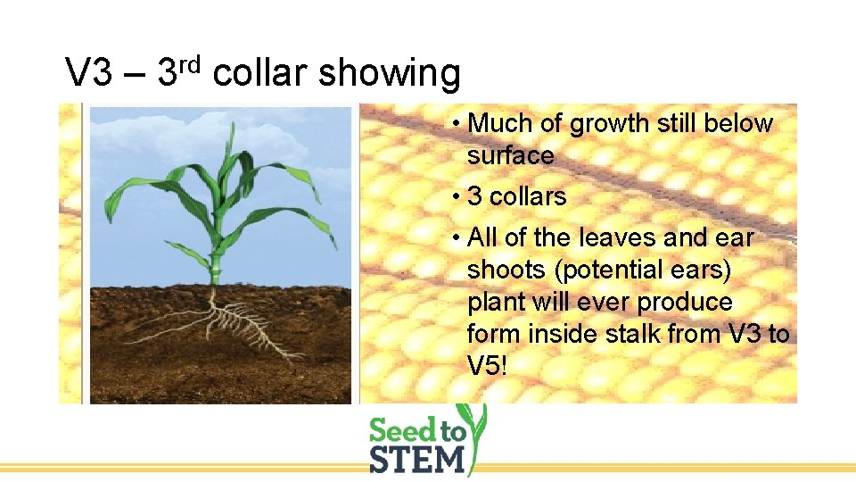 V 3 – 3 rd collar showing • Much of growth still below surface